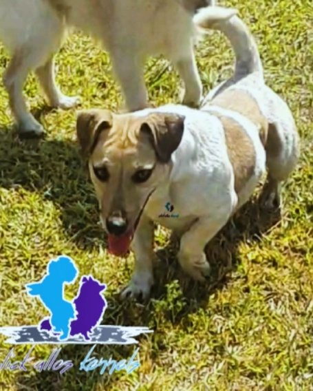 SlickAllosKnnls's tweet photo. Jack Russell Terrier
Name: Reign πͺπΎ
D.O.B: 31 December 2022 (1 year old)
Sex: male
Coat colors: white and lemon omani tan
Variation: short-legged
Vaccination status: up-to-date
Adoption fee: kindly DM or call/app Victor on +263772537607
#ToyDogsOrNoDogs π
π© https://t.co/UpevxNmnxg