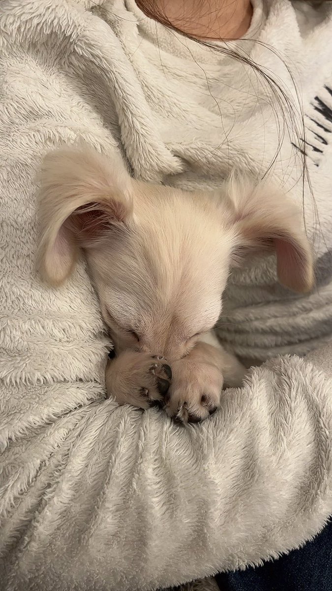 tba0417's tweet photo. すやー https://t.co/YqwPCJgUbE