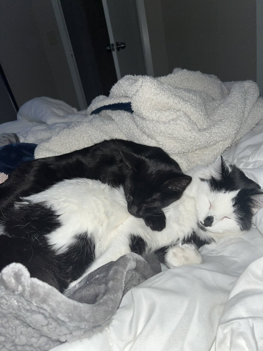Tfolla's tweet photo. I got a friend for Marceline and they’re already becoming best friends https://t.co/utsLeb5Fwb