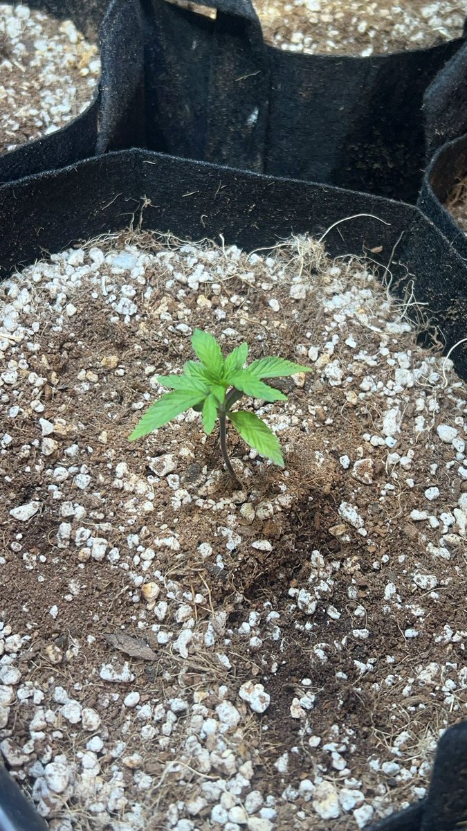 OhioGrow's tweet photo. https://t.co/9GiIU9l1Yi