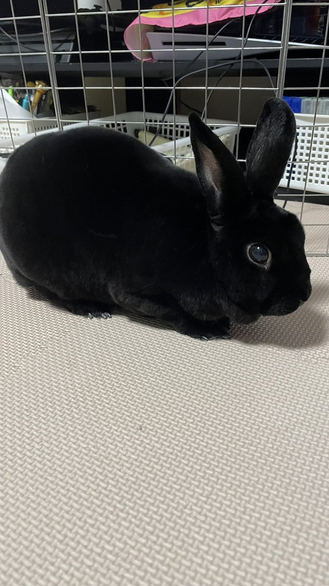 shin09012's tweet photo. あけおめでーす！
まさむね8歳でーす🐰
警戒心でかいうさぎの貴重な腹をどうぞ https://t.co/wE3a4S5kQx