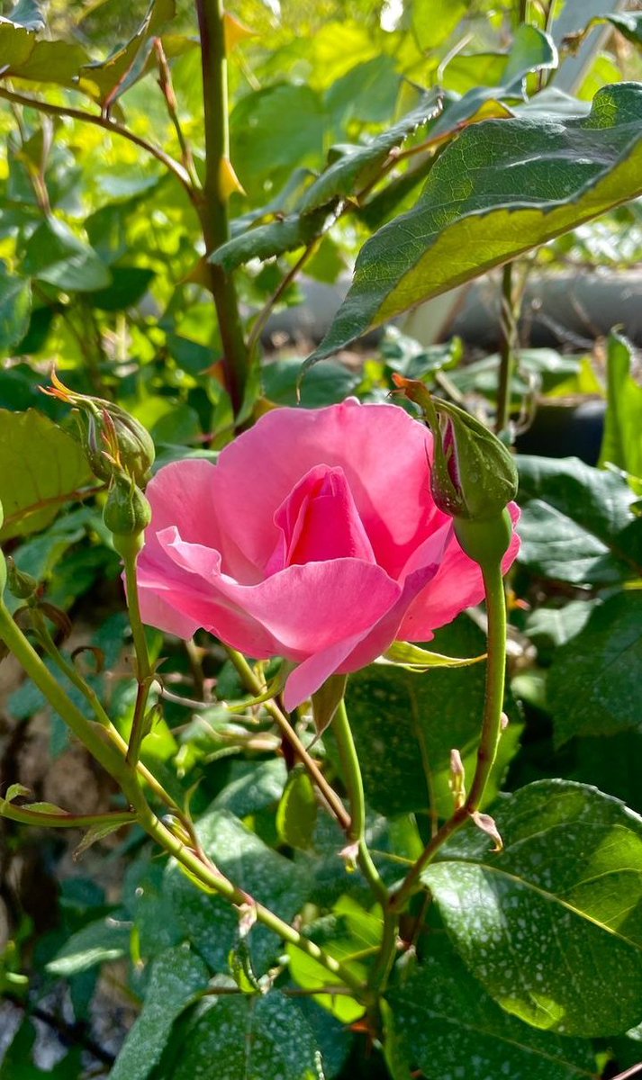 Kimse son vedanın ne zaman olacağını bilemez, o yüzden sevdiklerinizden hep güzel ayrılın🌹❤️