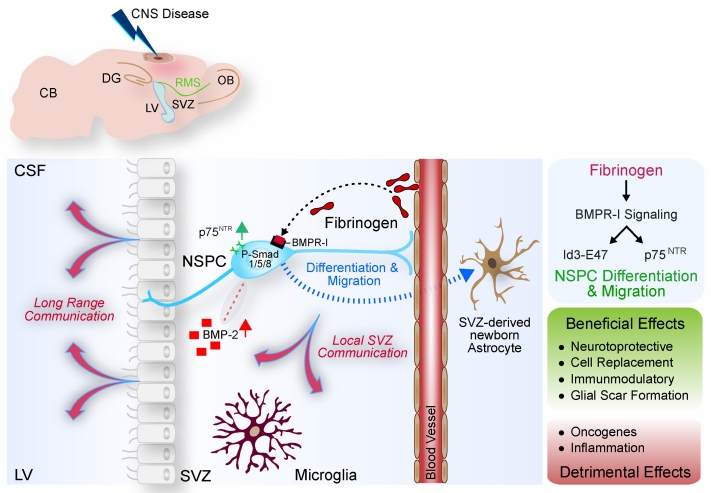 STMPUB's tweet image. #subventricular #neuralstemcell #bloodcontact #differentiation
Pointing fingers at blood contact: mechanisms of subventricular zone neural stem cell differentiation
journals.lww.com/nrronline/full…
