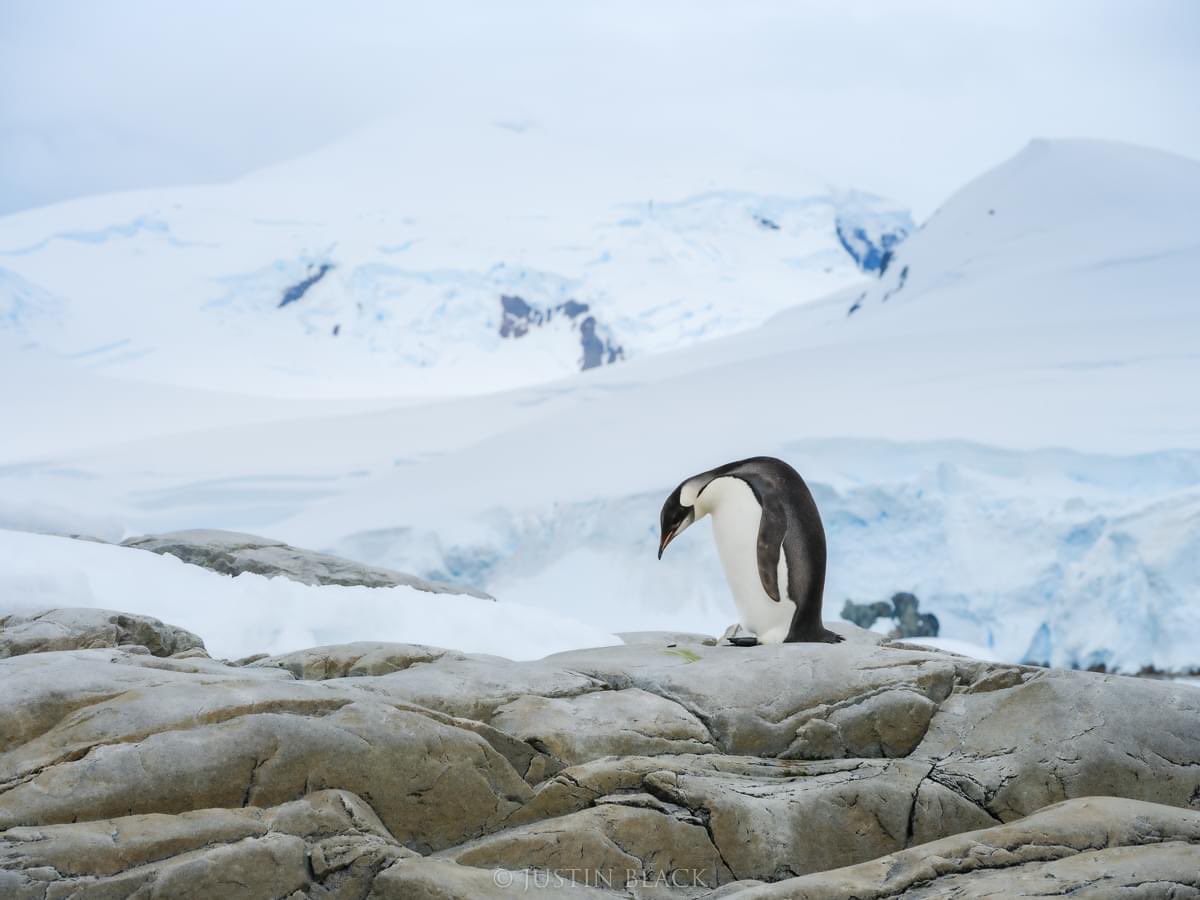 An extremely rare sighting on visits to the Antarctic Peninsula... We heard and then located a lone Emperor Penguin, calling out to find others.

Photo © 2024 Justin Black

#VisionaryWild
#antarctica
#emperorpenguin
#fujifilmgfx100s
#fujifilmgfx