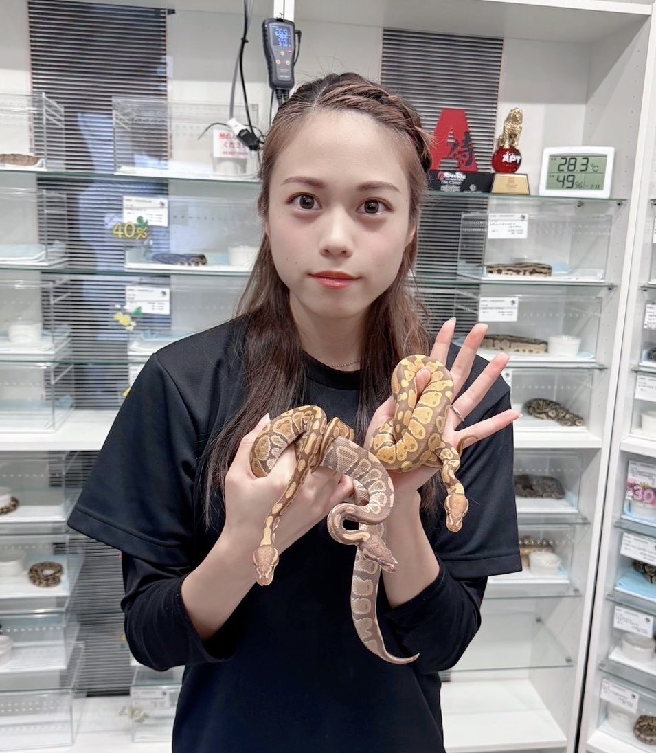 miyavi_reptiles's tweet photo. 推しです!
Ultramel/ウルトラメル♂♀
Ultramel het Ghost /ウルトラメルhet Ghost ♂
ウルトラメル♂は脱皮前です。
#Ultramel
#UltramelhetGhost
#ウルトラメル
#ウルトラメルhetゴースト https://t.co/Hq37bz2cw4