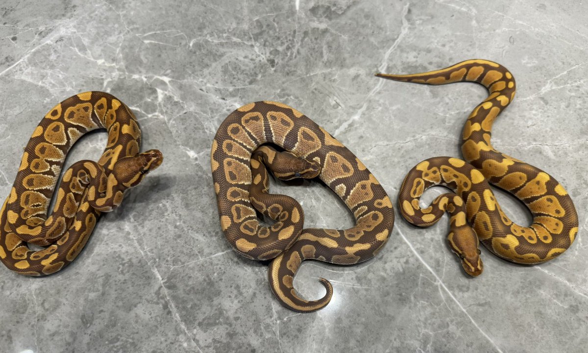 miyavi_reptiles's tweet photo. 推しです!
Ultramel/ウルトラメル♂♀
Ultramel het Ghost /ウルトラメルhet Ghost ♂
ウルトラメル♂は脱皮前です。
#Ultramel
#UltramelhetGhost
#ウルトラメル
#ウルトラメルhetゴースト https://t.co/Hq37bz2cw4