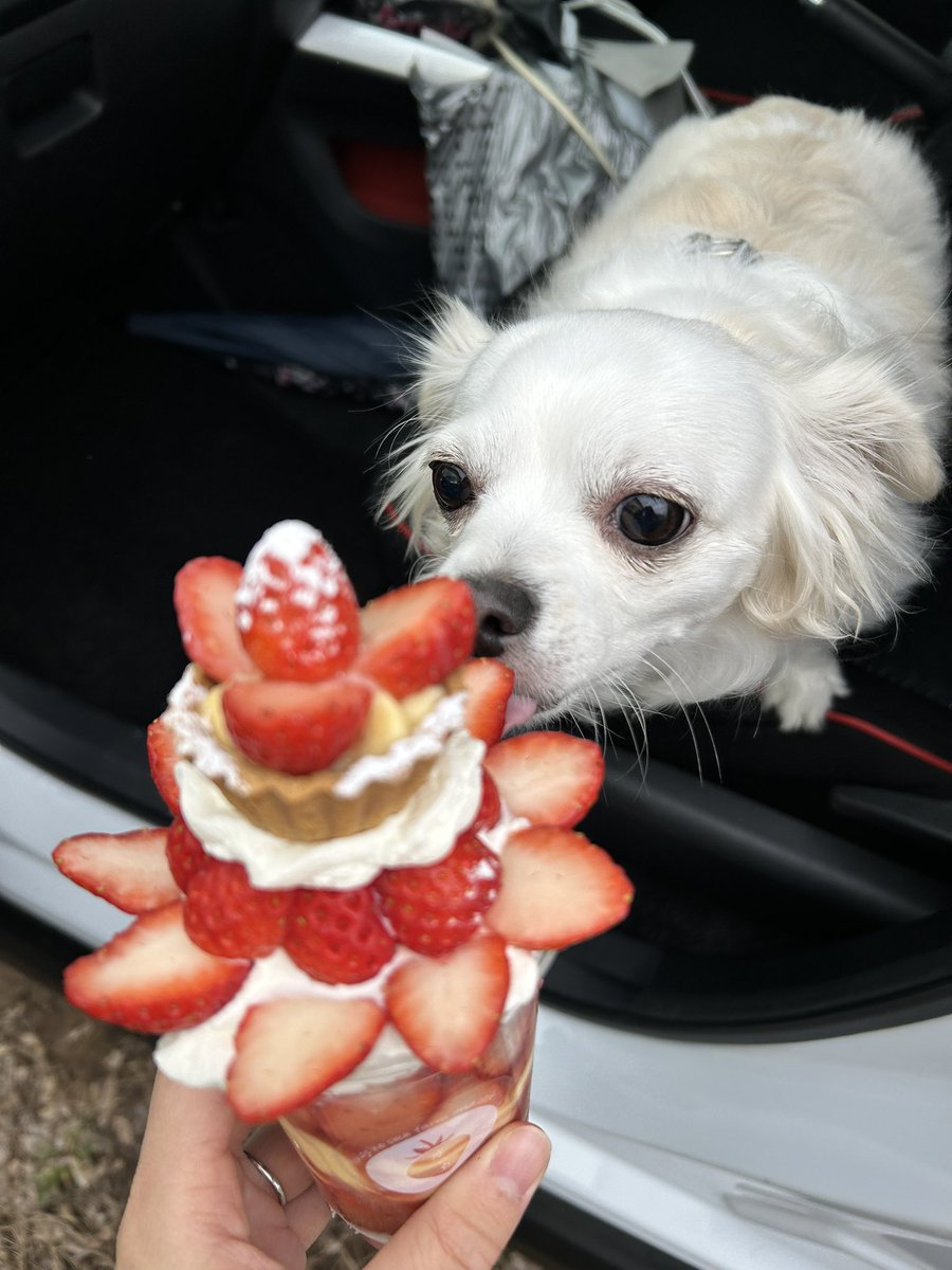 comcomcomg's tweet image. いちごパフェの きせつだね！