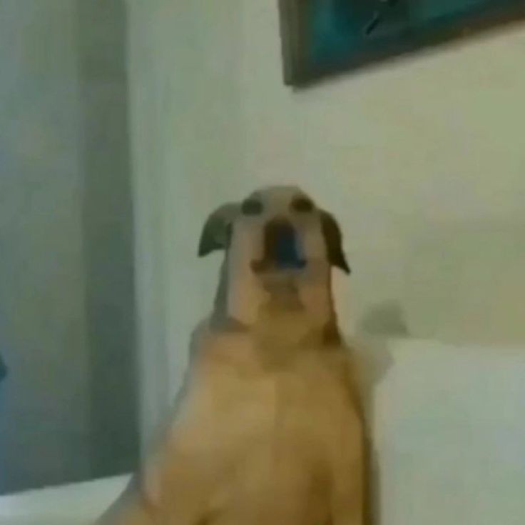 No puede hacer mucho, realmente le pegó la María Juana, está así sobre la camilla.