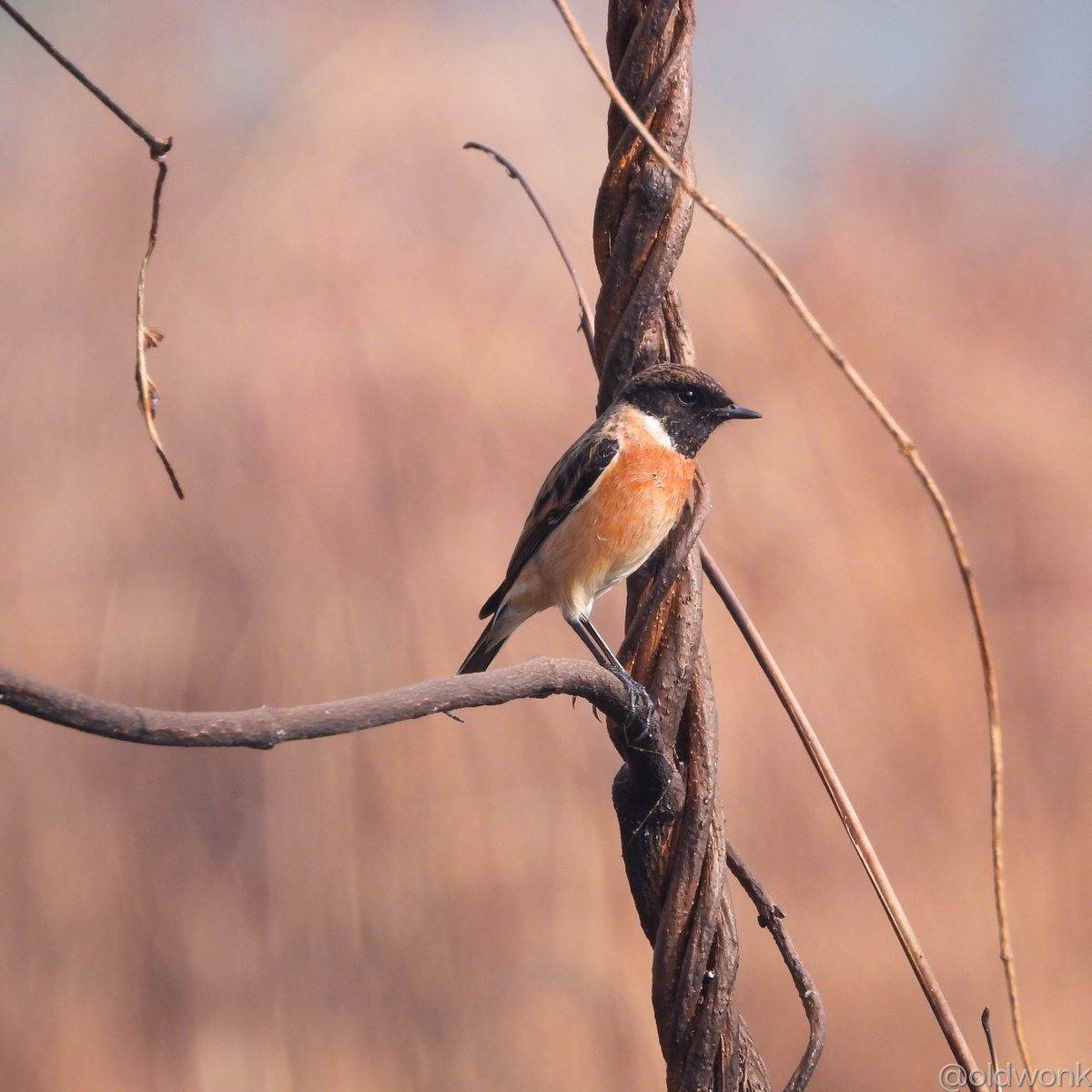 OldWonk's tweet photo. Siberian Stonechat (Saxicola maurus) 

TS Chanakya Mudflats, Navi Mumbai. December 2023. 

#IndiAves #TwitterNatureCommunity #BBCWildlifePOTD #Framed #ThePhotoHour #BirdTwitter #Chaturday https://t.co/J1veShx1Ou