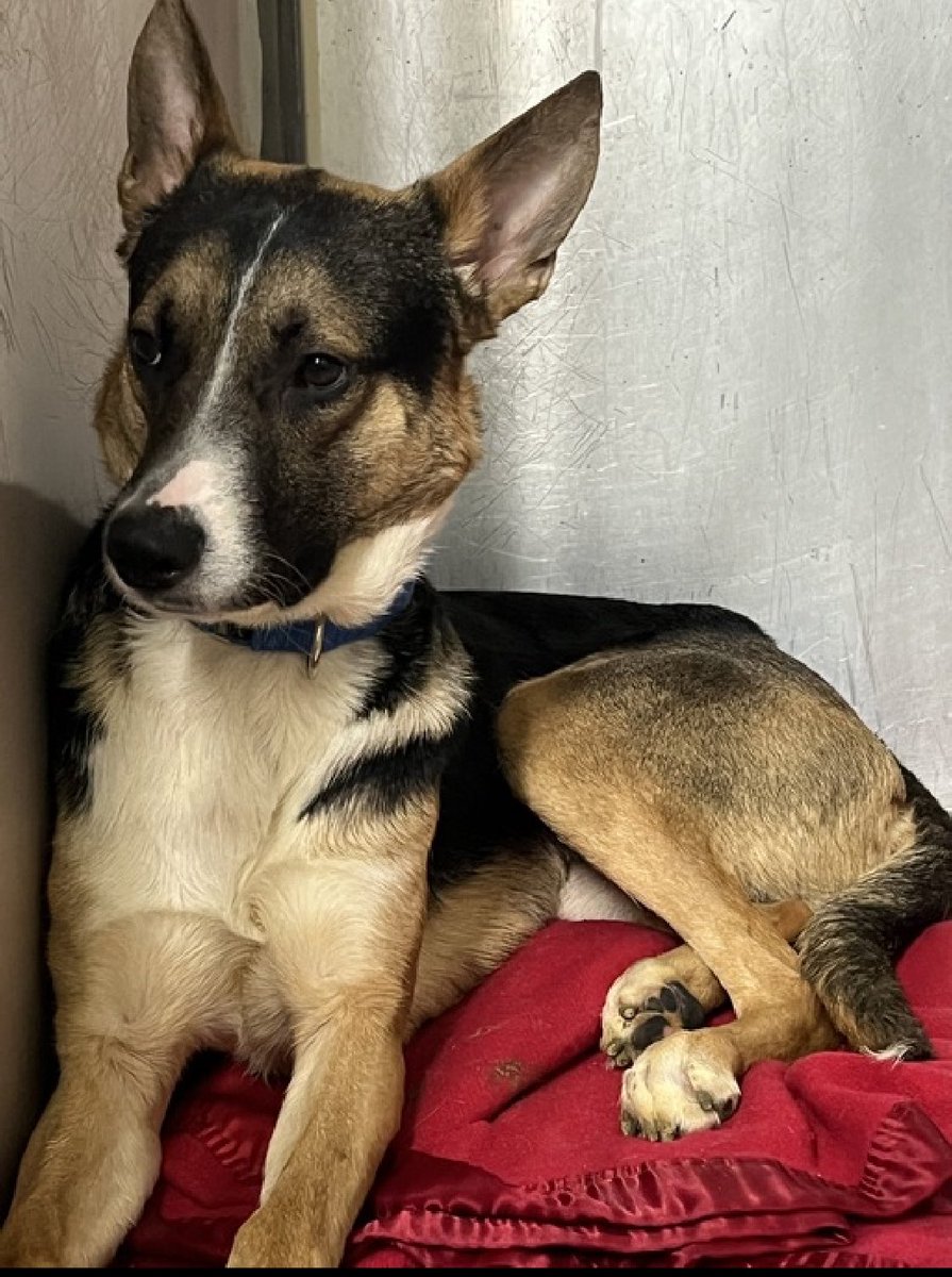 WE REALLY NEED YOUR HELP, Anakin has no one. HOURS LEFT, DELISTED in preparation TBK: a 12 month old puppy who arrived underweight on Dec 23, handsome Anakin 190022 could now lose his life. With his family since a young puppy, he’s friendly and outgoing with dogs and has cat
