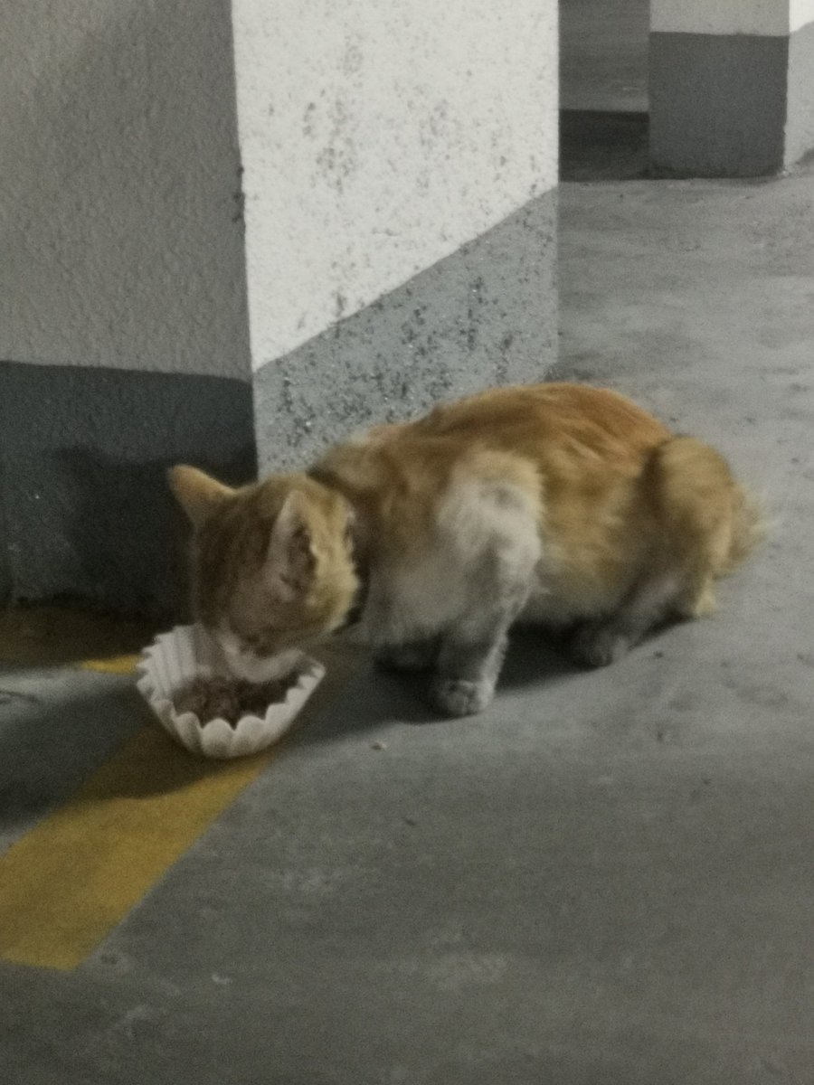 pcornejo81's tweet photo. Este gatito está en el estacionamiento de mi edificio, en Av. El Cerro. Tiene collar y se nota que creció con gente, ya que es muy sociable y regalón. Subo estas fotos por si alguien lo reconoce, se nota que lleva tiempo perdido, tenía mucha hambre. https://t.co/W8jQhclVQ4