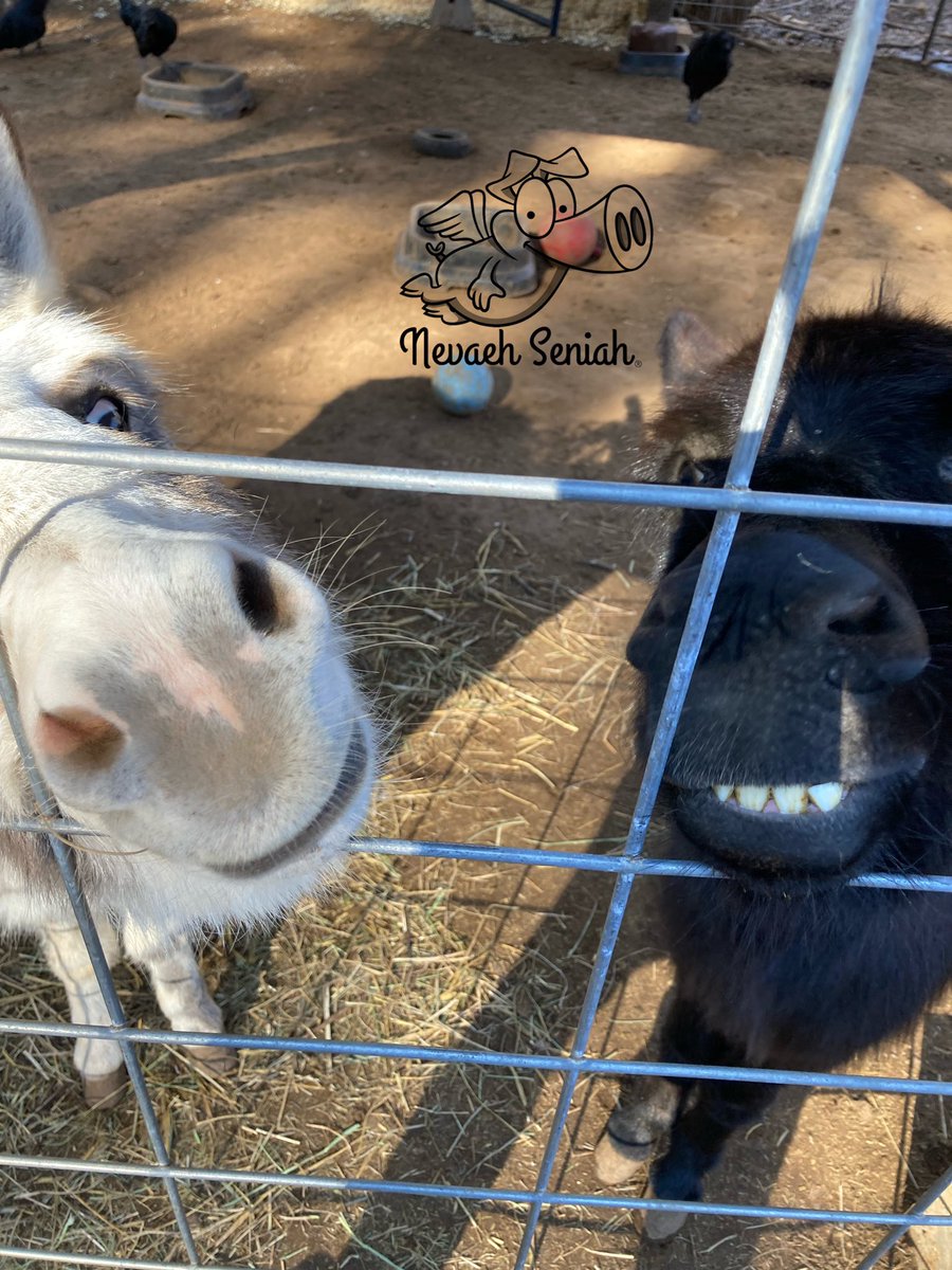 Happy January from #Leia and #HanSolo at #NevaehSeniah. 

#QuirkyFarmGirl #CrackOpenOrganic #Smile #Cheese #WomanOwnedBusiness #Georgia #WomenInAg #NevaehSeniah #FlyingPinkPigFarm #WomanOwnedFarm #MiniDonkeys #StormTroopers theme on the #StarWarsFarm #WelcomeToTheDarkside