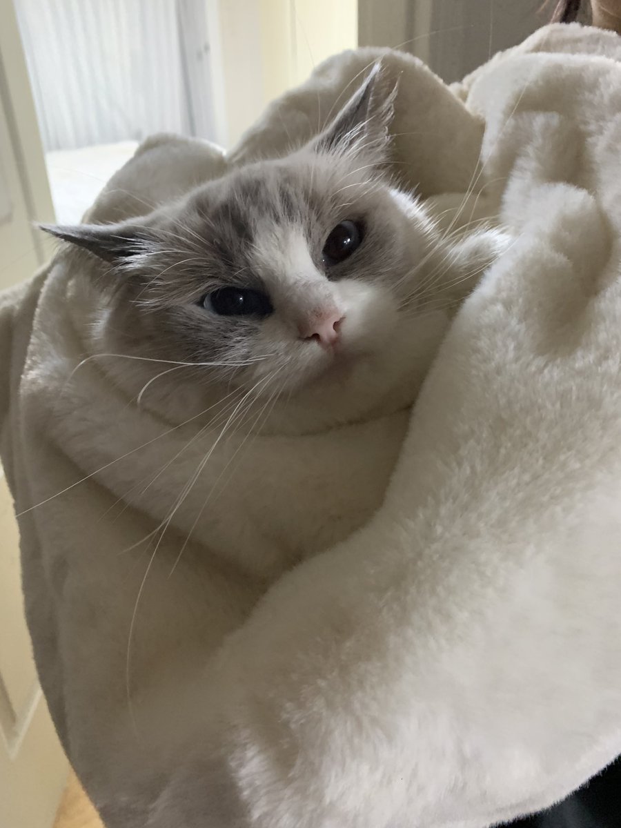 ToMoDes_'s tweet photo. 04|日本語で直接コミュニケーションしながら学びたい！ 猫との日常物語+0.1%のオタ活配合！日本旅行とJ-POPが好きです
#日本人と繋がりたい #日本人と友達になりたい #일본어공부 #日本語勉強 #日本人と仲良くなりたい #アニメ好きな人と繋がりたい https://t.co/CEQ6ztUZiY