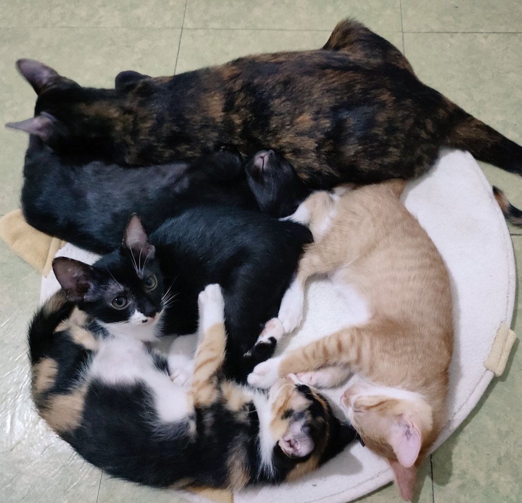 jirasaurus's tweet image. Mimings  #timecheck the youngest is always up 😅 #kittens