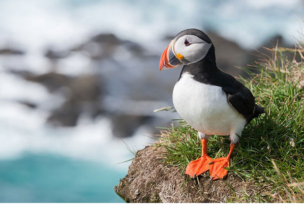 The Atlantic Puffin