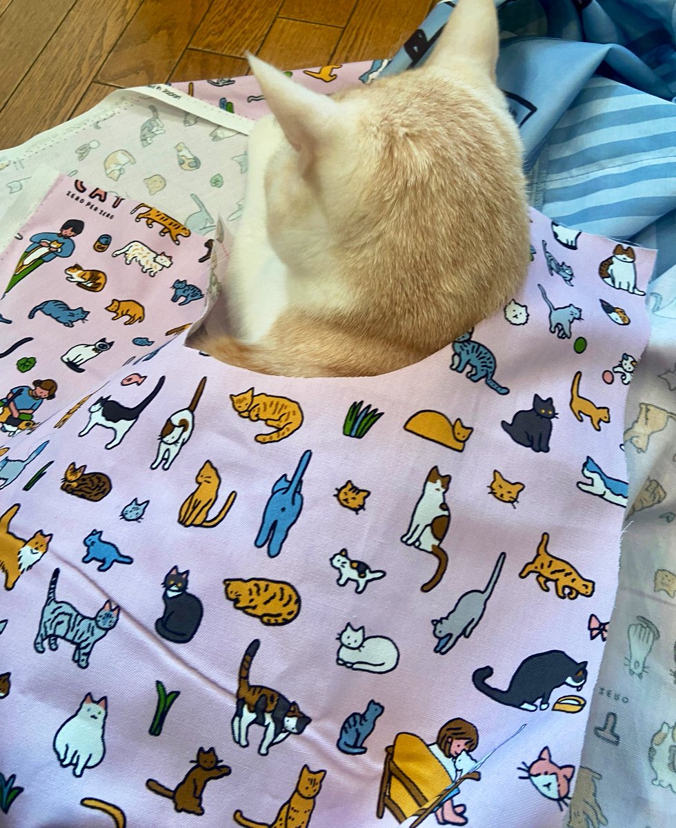 ten_cat_boy's tweet photo. 仕事用のエプロンを作ってたら、おじゃまむし登場。
ねこ柄にねこ🤭
天のエプロンも作りましょーか。笑
.
#猫好きさんと繋がりたい
#ねこのいる暮らし
#zeroperzero https://t.co/zwdKcTERwC