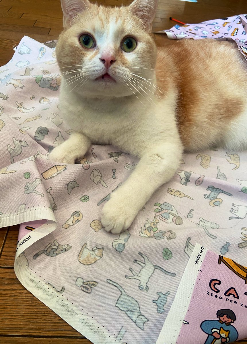 ten_cat_boy's tweet photo. 仕事用のエプロンを作ってたら、おじゃまむし登場。
ねこ柄にねこ🤭
天のエプロンも作りましょーか。笑
.
#猫好きさんと繋がりたい
#ねこのいる暮らし
#zeroperzero https://t.co/zwdKcTERwC