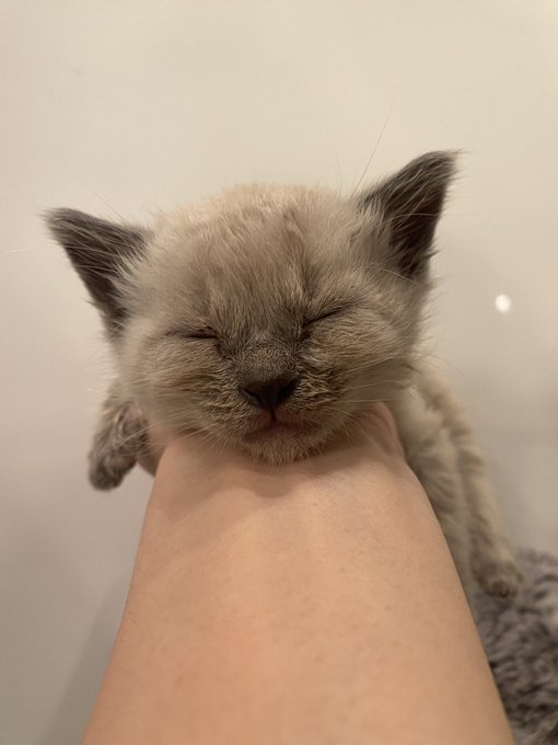 it always nap time! https://t.co/rpCb4r0XYF