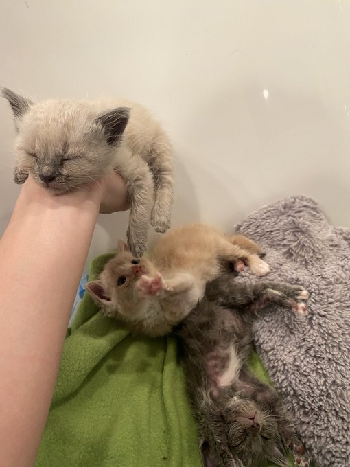 it always nap time! https://t.co/rpCb4r0XYF