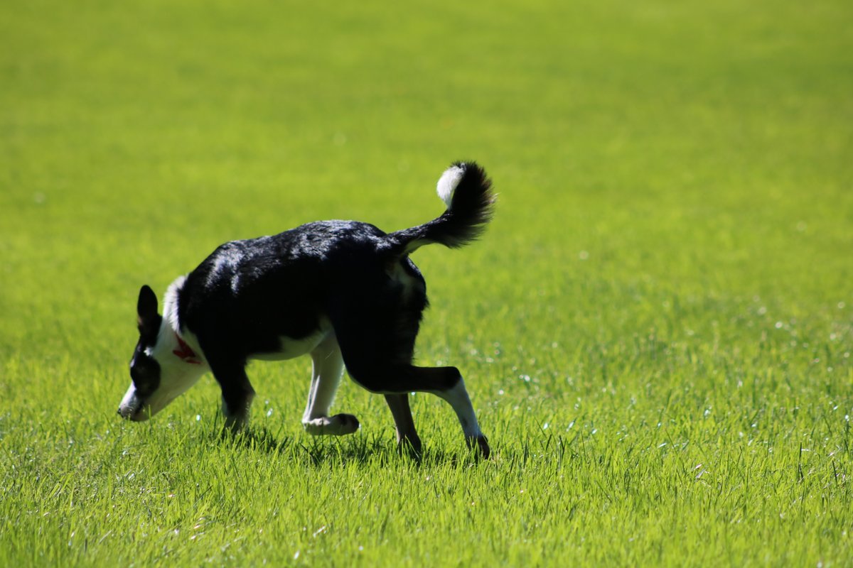ATT_SAR's tweet photo. Registrations for the May Seminar have already started coming in.
Team discounts are available in the registration, so if you have more than 4 dogs in your team, register as the team and get discounted rates

https://t.co/Ns3JaUJ1KV

#sar #canine #HRD https://t.co/78QgUQvWKl