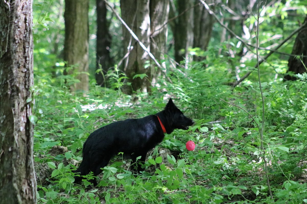 ATT_SAR's tweet photo. Registrations for the May Seminar have already started coming in.
Team discounts are available in the registration, so if you have more than 4 dogs in your team, register as the team and get discounted rates

https://t.co/Ns3JaUJ1KV

#sar #canine #HRD https://t.co/78QgUQvWKl