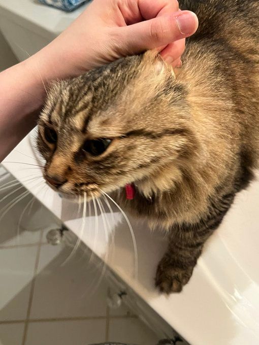 CatsHeld's tweet photo. https://t.co/pt59xFKF05