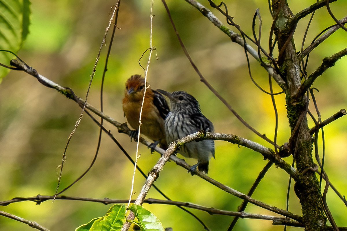 mitoGFP's tweet photo. Pacific Antwren couple #BirdsSeenIn2023 #birdphotography #sonyA1 #birdwatching #wildlifephotography #panama #BirdTwitter #birding #BirdsOfTwitter #canopylodge @inaturalist #panamabirds #birdsofpanama #antwren https://t.co/U6ec55Hukz