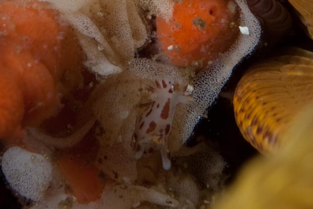 seastung's tweet photo. #seaslugSaturday! and why not. a collection of dorid #nudibranchs from False Bay #ocean #marinelife #biodiversity https://t.co/k5obxDNHEG