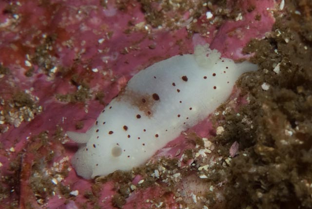 seastung's tweet photo. #seaslugSaturday! and why not. a collection of dorid #nudibranchs from False Bay #ocean #marinelife #biodiversity https://t.co/k5obxDNHEG