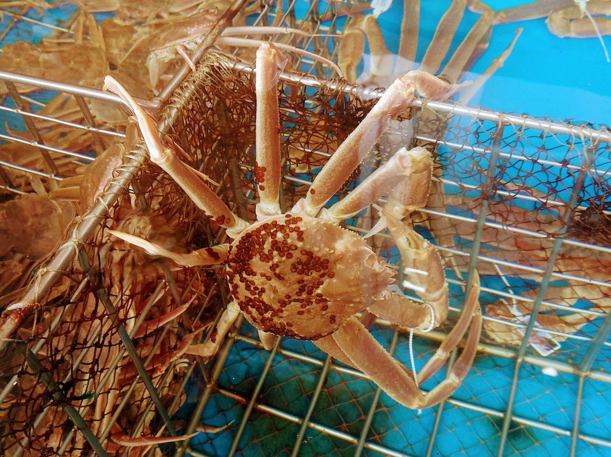 Noru_Mix's tweet photo. 松葉蟹いっぱいいて美味しそうだった 🦀⁼³₌₃ https://t.co/JcneaLi9ab