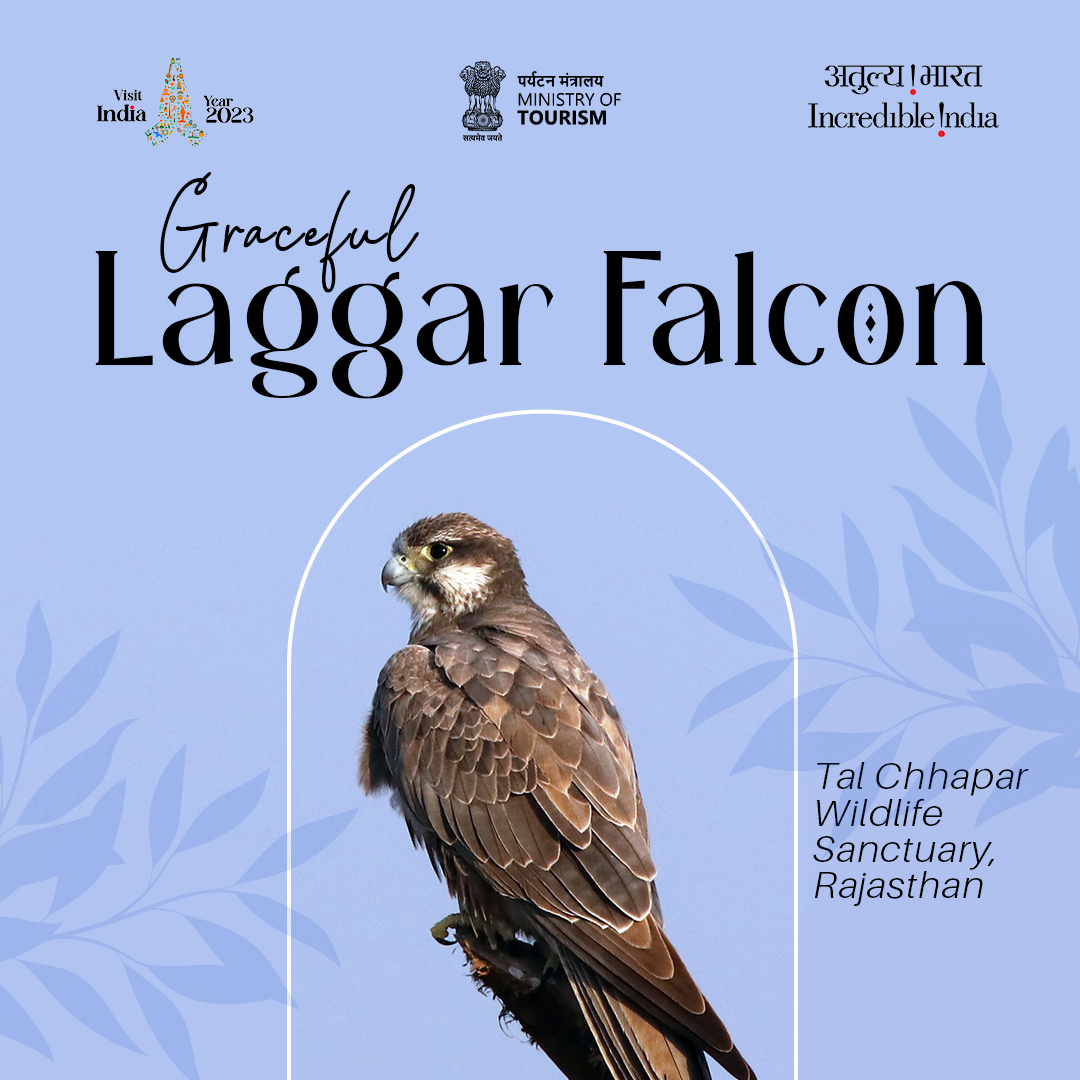 IndiatourismM's tweet photo. Discover the majestic Laggar Falcon in its natural habitat at #TalChappar Wildlife Sanctuary, Rajasthan! 🦅 Explore the unique biodiversity of this conservation haven and witness the grace of these incredible birds. #WildlifeSanctuary #LaggarFalcon
@tourismgoi @incredibleindia https://t.co/h4rDdW4jT7
