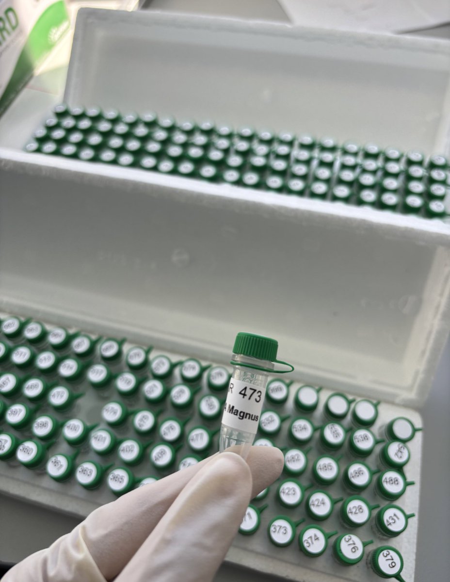 esarafraz's tweet photo. Ready?
#GWAS
#Climate_change
#DNA_extraction
#chickpea_genetics
#Genotyping
#Food_security https://t.co/DBM1ouY5yN