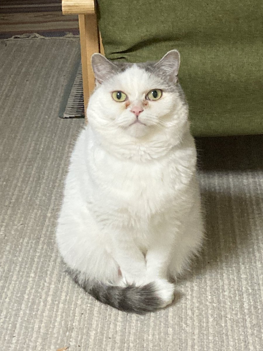 5150_hiro's tweet photo. マコの寝正月 https://t.co/yDNWN5Vn37 @YouTubeより

明けまして、おめでとうございます

#猫動画 #猫 #cat #mako #お正月 https://t.co/BnnCTd34HD