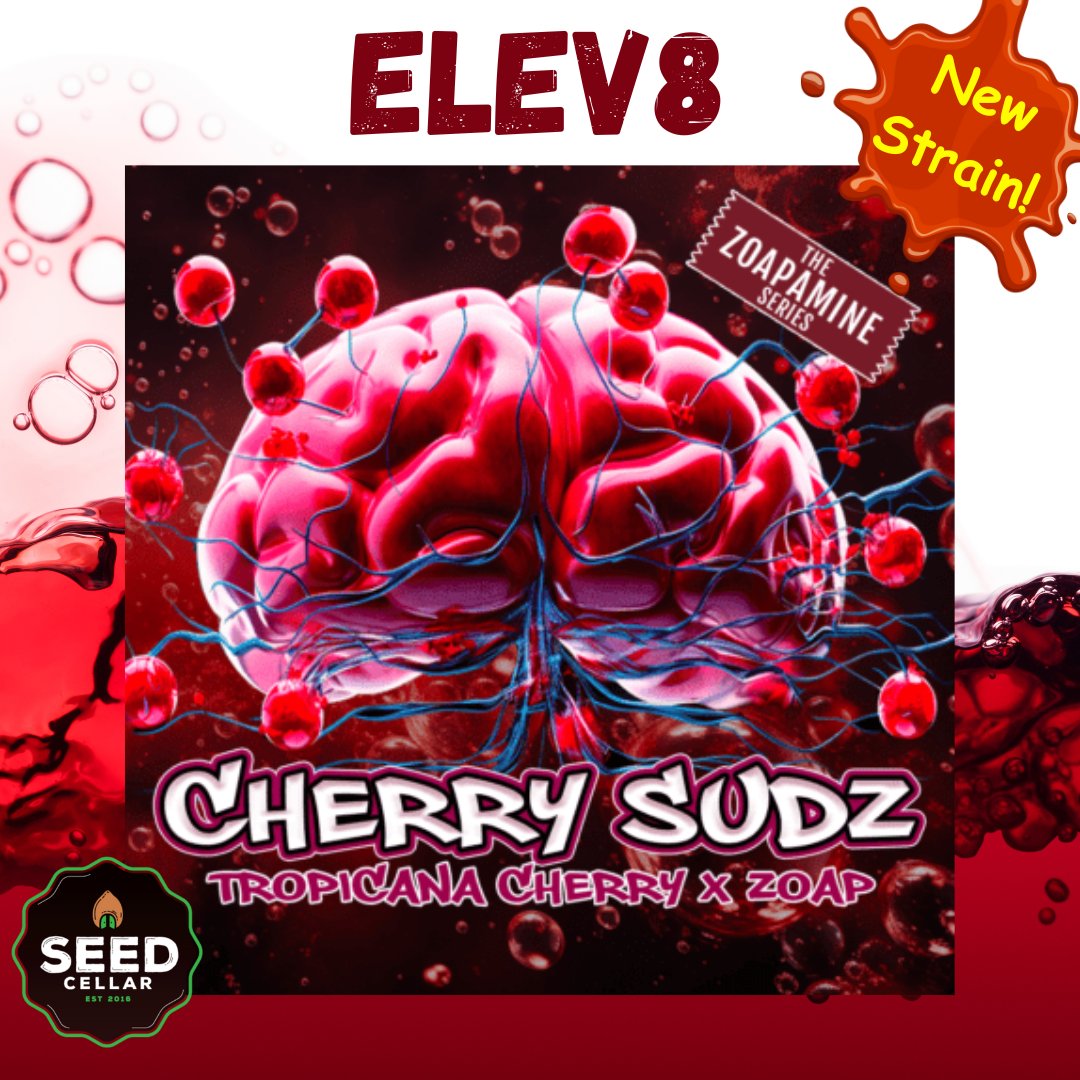 New Strain Cherry Sudz by Elev8 Seeds is an explosion of berries, tangerines, and citrus! Get it now! 
rpb.li/hk7YyJ

#SeedCellar
#growyourown
#howtogrow
#cannabisseeds
#elev8seeds