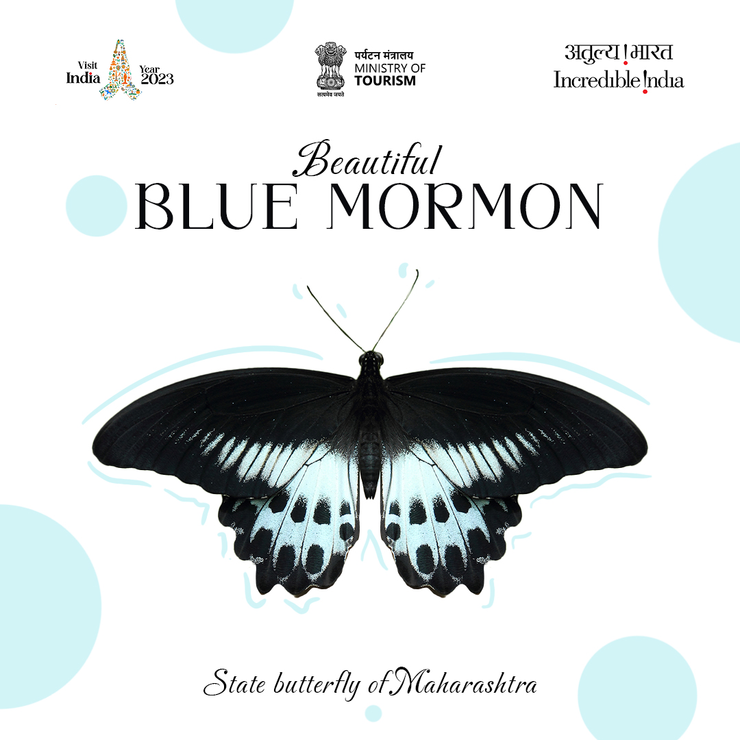 IndiatourismM's tweet photo. Embark on a journey of vibrant wings and vivid hues at Maharashtra's Blue Mormon Butterfly habitat! 🦋 Explore the enchanting world of the Blue Mormon, a captivating butterfly species. #BlueMormon #MaharashtraButterflies #NatureMagic
@incredibleindia @tourismgoi https://t.co/N1gIr0bvH6