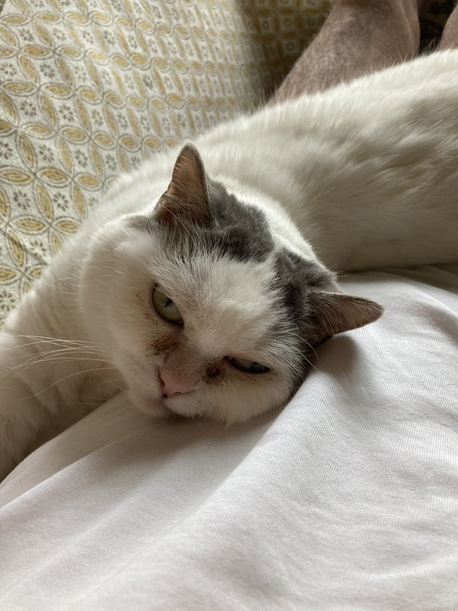 5150_hiro's tweet photo. 暖房でまどろむマコ https://t.co/49MEkw16B7 @YouTubeより

#猫動画 #猫 #cat #mako #マコ #ぶさかわ https://t.co/HIWvf0B4VJ