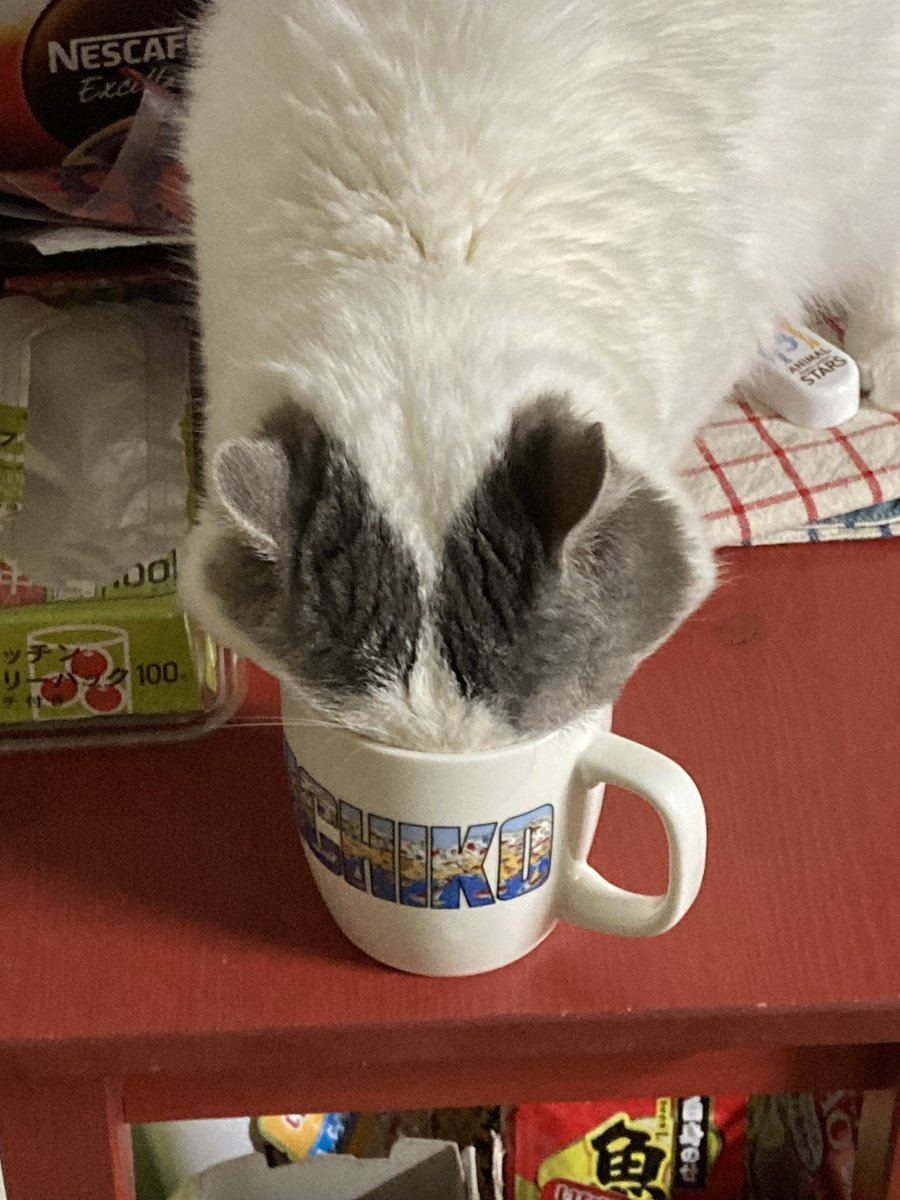 5150_hiro's tweet photo. ネコパンチするマコ https://t.co/IgBbZKaNPW @YouTubeより

#猫動画 #cat #猫 #ネコパンチ #マコ https://t.co/Z41v8bfbxZ