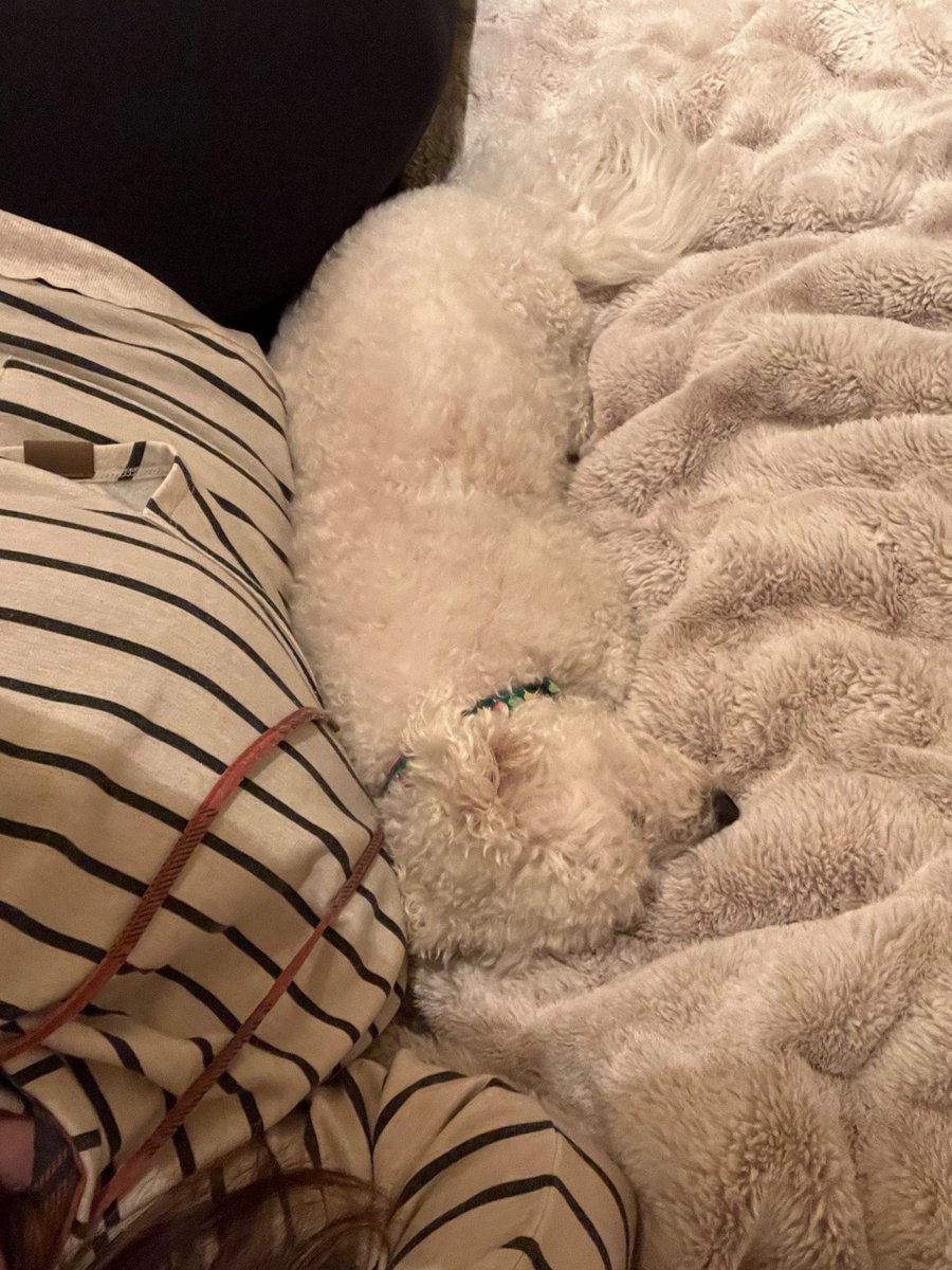 szieja's tweet photo. This cute little fluffball always knows when I need some cuddles 🙃 https://t.co/HWqVs4klWs