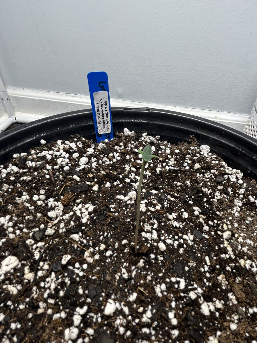 BuschWookieIAM's tweet photo. Force of Nature Grape Crinkleberry auto sprouted, been a couple years since I’ve done an auto lets see what happens 🌱 #cannabiscommunity https://t.co/6NENv01tdk