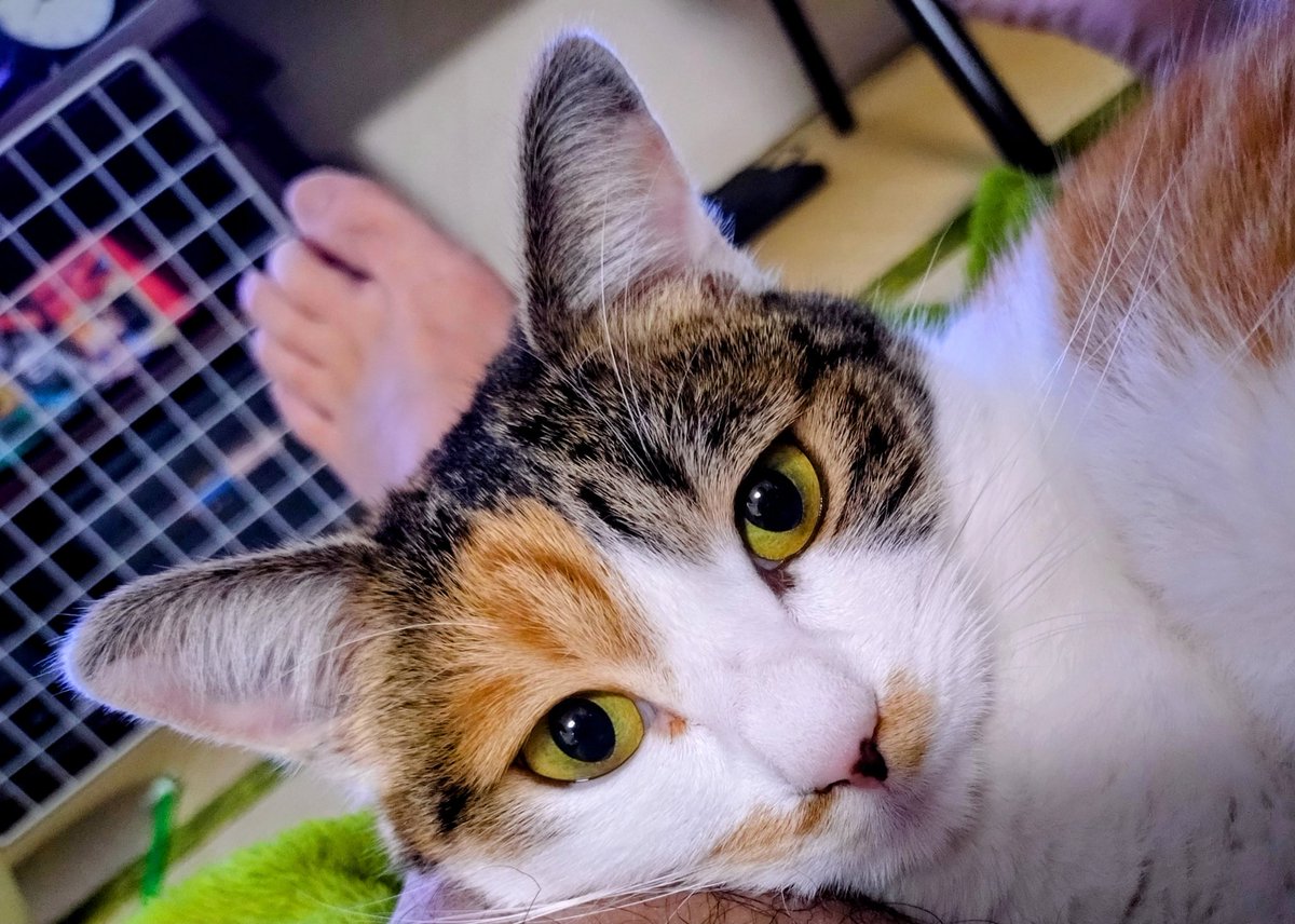 daikazoku7777's tweet photo. やっとこさアカウント復活出来た🙌
#保護猫
#ねこのいる暮らし https://t.co/3eNbO8nAR6