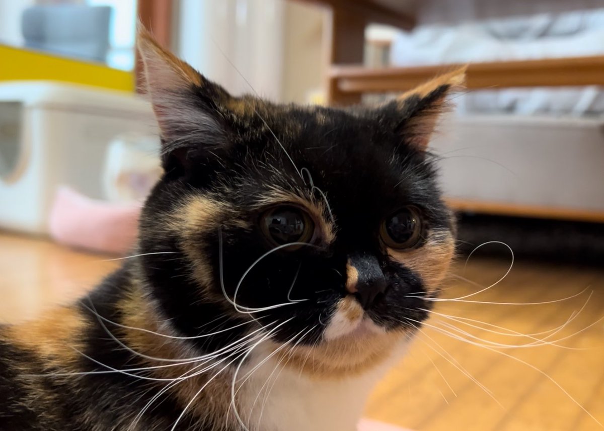 모든 걸 노리는 도라에몽 발