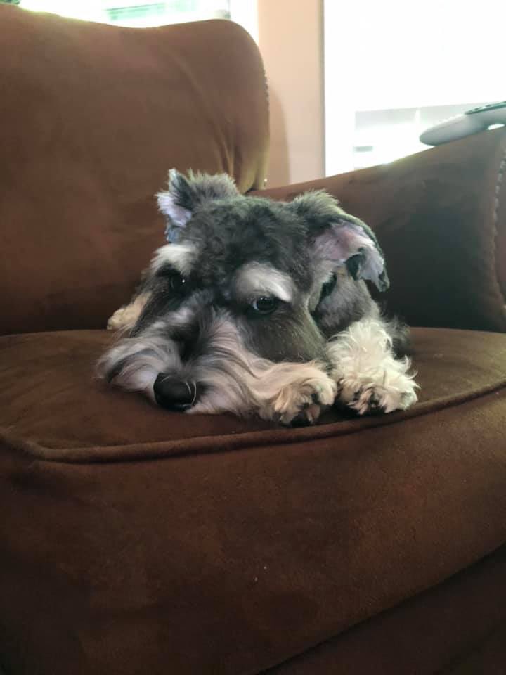 SheShedTruther's tweet photo. “Does your dog bite?”

“No, it’s worse. He judges.”

#FlashMoore https://t.co/ZNVdrvDRXW
