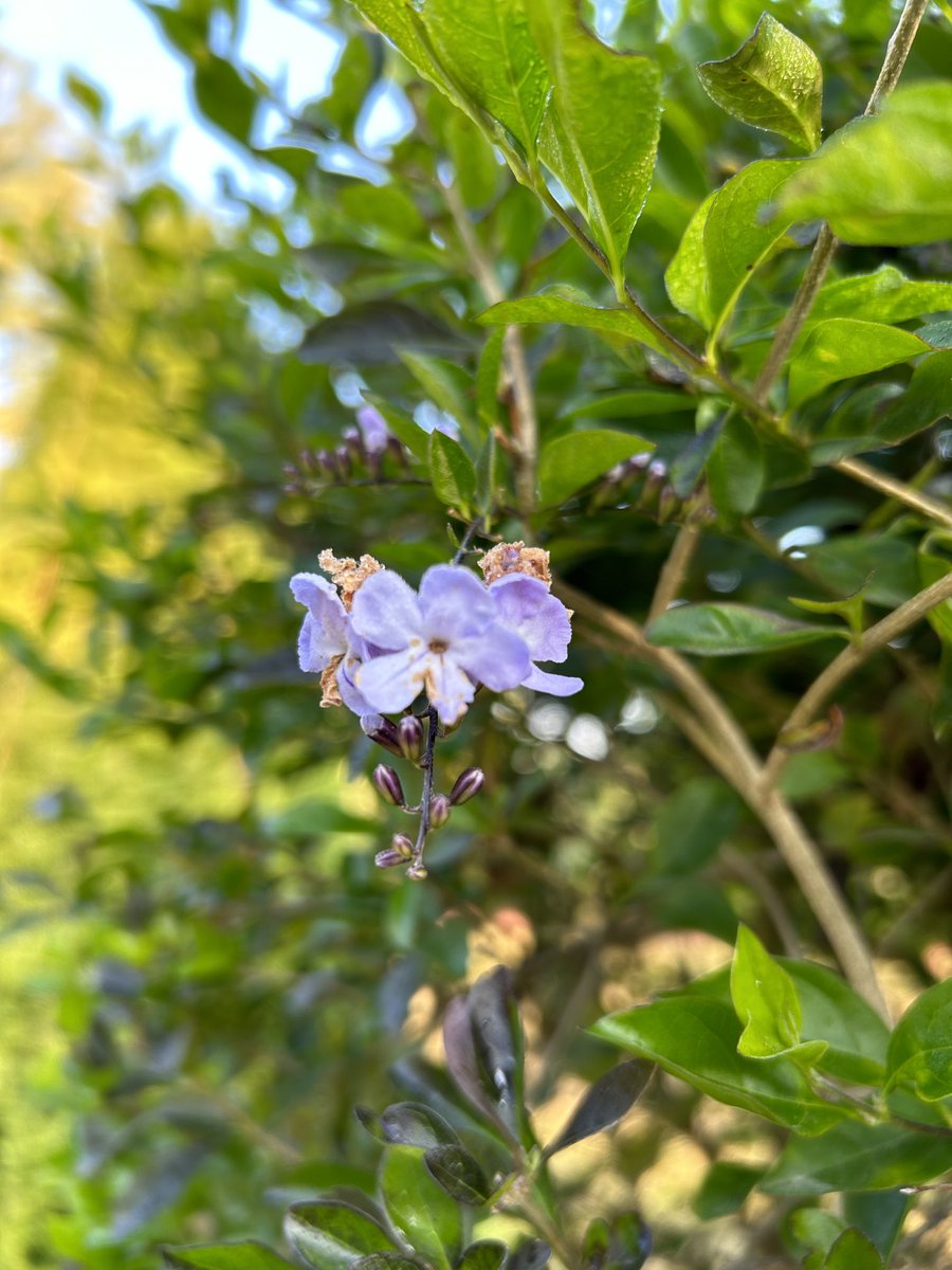 Good morning with my click 😊🙏 . . . #GoodMorningFriends #PositiveVibes #MorningVibes #ShwetaJayaTravelVlog