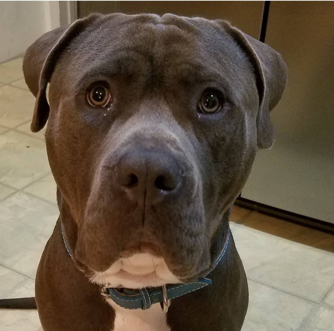 #FlashbackFriday to my very 1st picture once me gots to my furever home💙 #dogs #dogsoftwitter #dogsofx #shelterpuppy #poundpuppy #americanbully #handsomeboy #pawsitivity