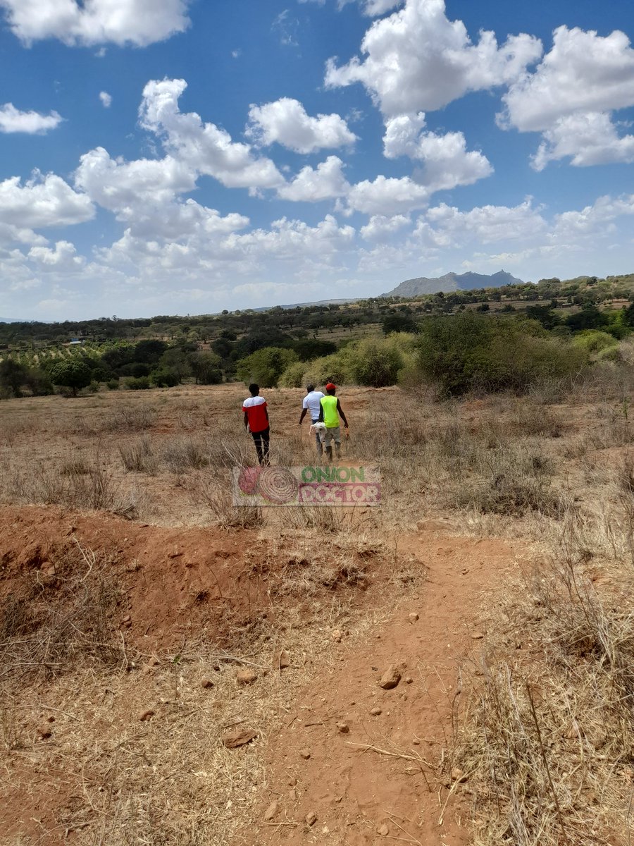 OnionDoctorKe's tweet photo. An initial site survey is conducted by our agronomist/ tech to  check on onion farming viability by analyzing soils, water availability &amp; climate. A farm plan is then developed .Kick start your onion farming with us. To book a visit ,🤙 0706252490/0703982228 . #onionfarming2024 https://t.co/DUdsNouL4L
