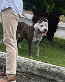 ClubBeagleEc's tweet photo. Ataque brutal de perro Pitbull agresivo que tenían suelto sin bozal, sin arnés, sin correa y cobró la vida de un perrito Beagle, propietarios irresponsables tienen que ser sancionados @GyeResponde @belimoli ocurrió en Urbanización Porto Alegre https://t.co/p9TRYECiM1