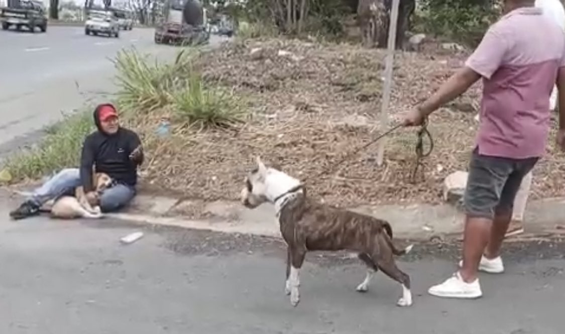 ClubBeagleEc's tweet photo. Ataque brutal de perro Pitbull agresivo que tenían suelto sin bozal, sin arnés, sin correa y cobró la vida de un perrito Beagle, propietarios irresponsables tienen que ser sancionados @GyeResponde @belimoli ocurrió en Urbanización Porto Alegre https://t.co/p9TRYECiM1