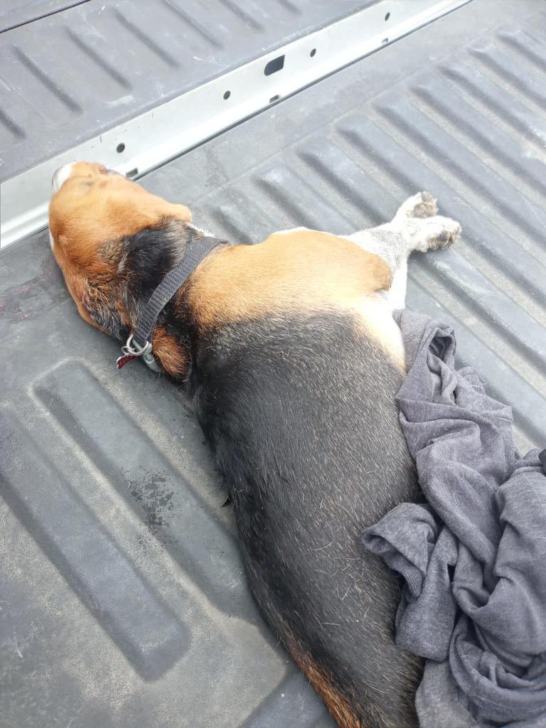 Ataque brutal de perro Pitbull agresivo que tenían suelto sin bozal, sin arnés, sin correa y cobró la vida de un perrito Beagle, propietarios irresponsables tienen que ser sancionados @GyeResponde <a href="/belimoli/">Belimoli</a> ocurrió en Urbanización Porto Alegre