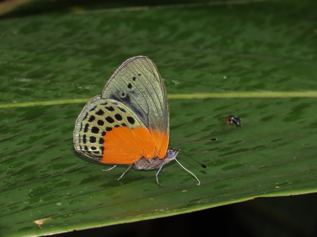 IndianaCristo's tweet photo. 𝐴𝑠𝑡𝑒𝑟𝑜𝑝𝑒 𝑑𝑒𝑔𝑎𝑛𝑑𝑖𝑖 (Nymphalidae: Biblidinae) es una de las mariposas emblemáticas de los bosques naturales de la región Amazónica #lepidopteracolombiana #mariposasdecolombia #butterflies #mariposas #neotropicalbutterflies #lepidoptera #Nymphalidae #Asterope https://t.co/bMupvfgaqv