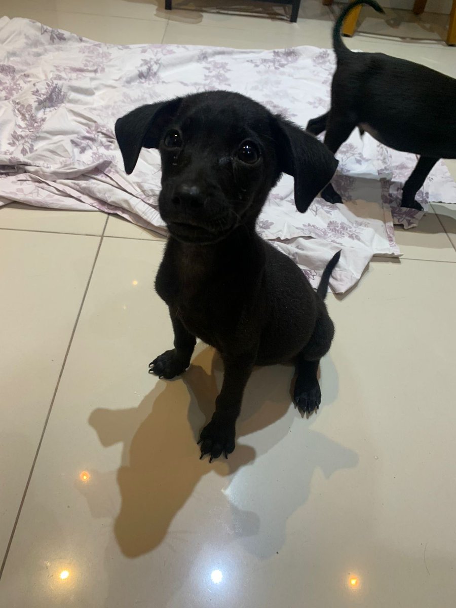 lenanarciso's tweet photo. Oi, gente. Hoje achei na rua de casa (Méier, RJ) uma caixa com filhotinhos de cachorro abandonados. Infelizmente, não tenho como ficar com eles. São dois machos, mansos e brincalhões. Estão comendo ração e bebendo água bem. Dei o vermifugo. Adotem, por favoooor. https://t.co/UyMKKkDBhj